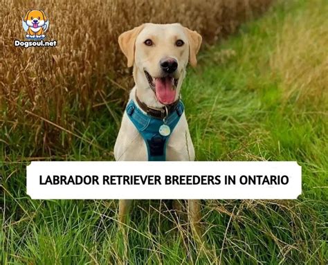 We are a small breeder and exhibitor of CKC registered quality English Labrador Retrievers. . Lab breeders in ontario